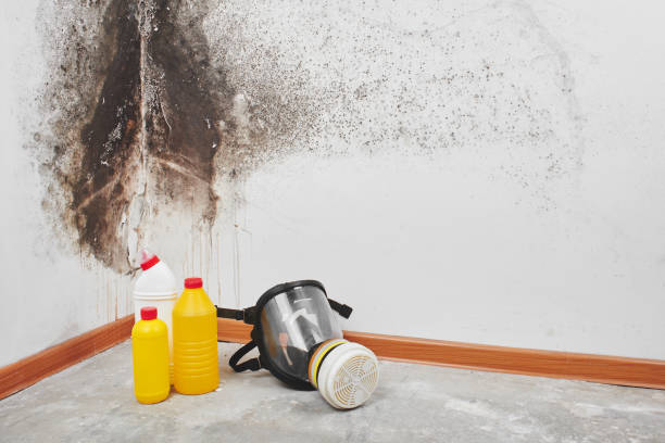 Reliable Arlington, OH Mold Removal Solutions