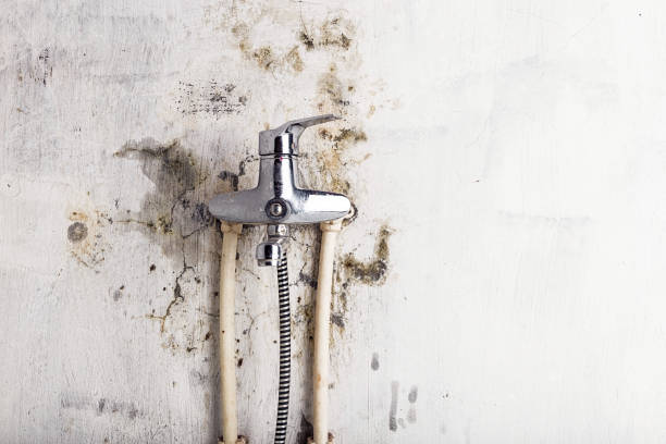 Best Best Mold Removal Companies  in Arlington, OH